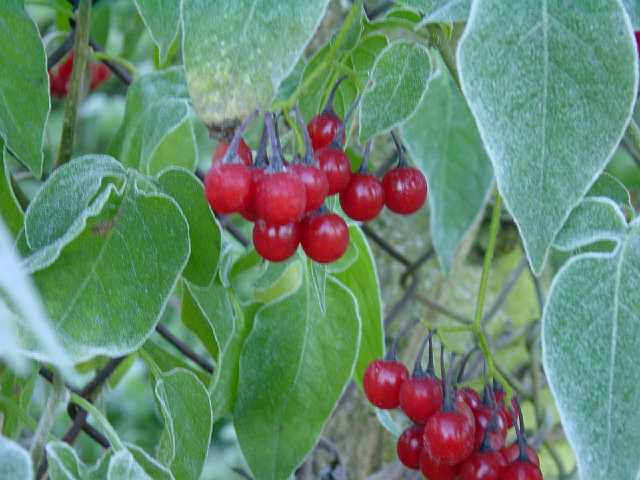 Picture 009.jpg